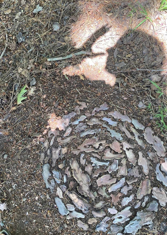 Portaal Postkaart - Bosschaduw